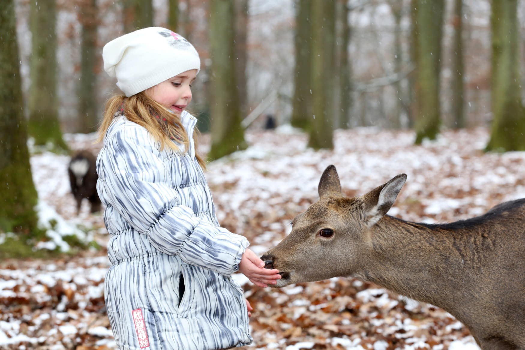 Wildpark Pforzheim photo 1