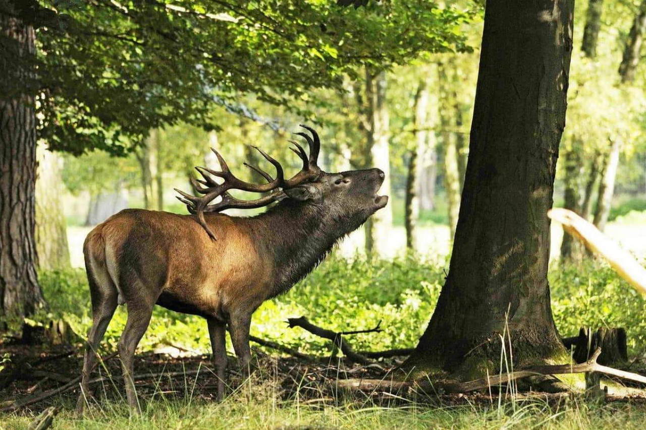 Wildpark Alte Fasanerie photo 1