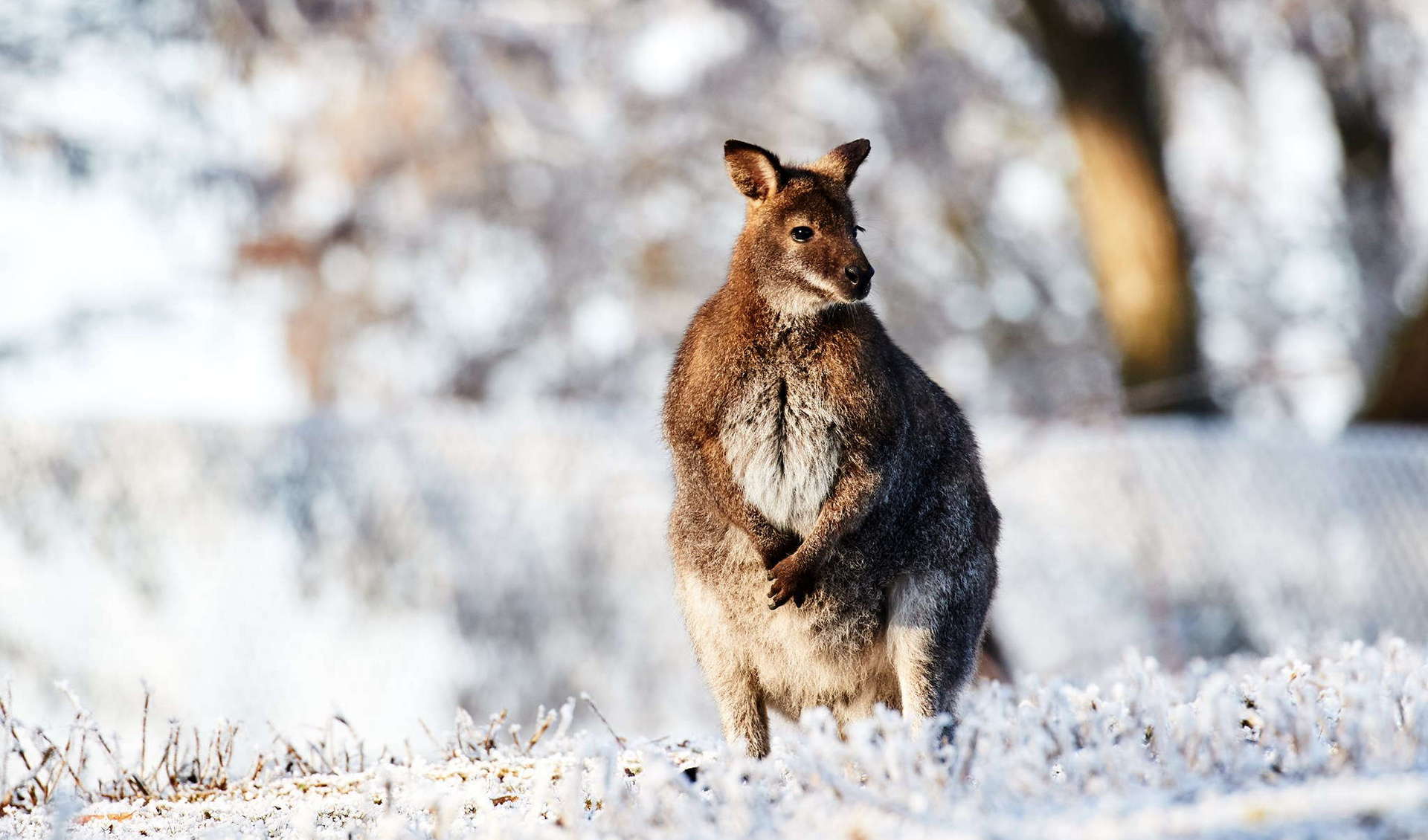 Wildpark Altenfelden
