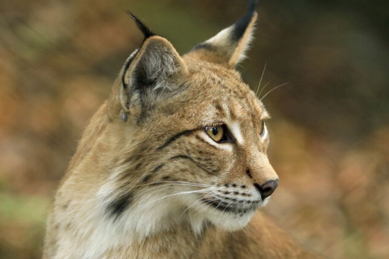 Wildpark Knull photo 1