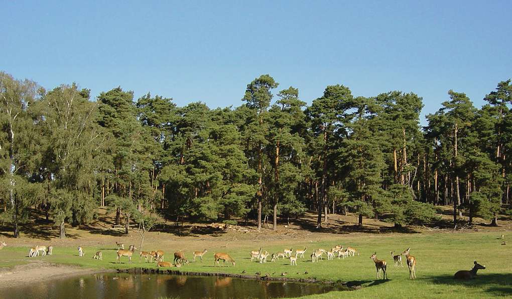 Tiergehege Hasseldieksdamm photo 1