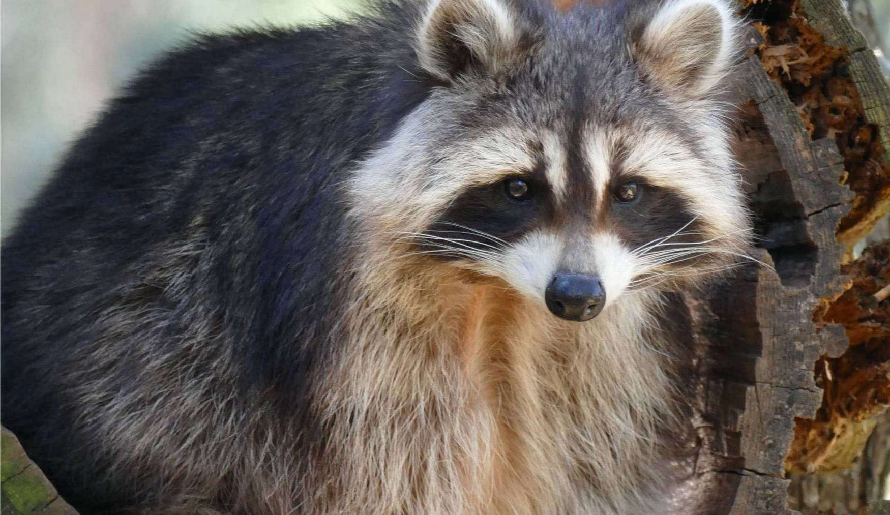 Wildpark Johannismühle