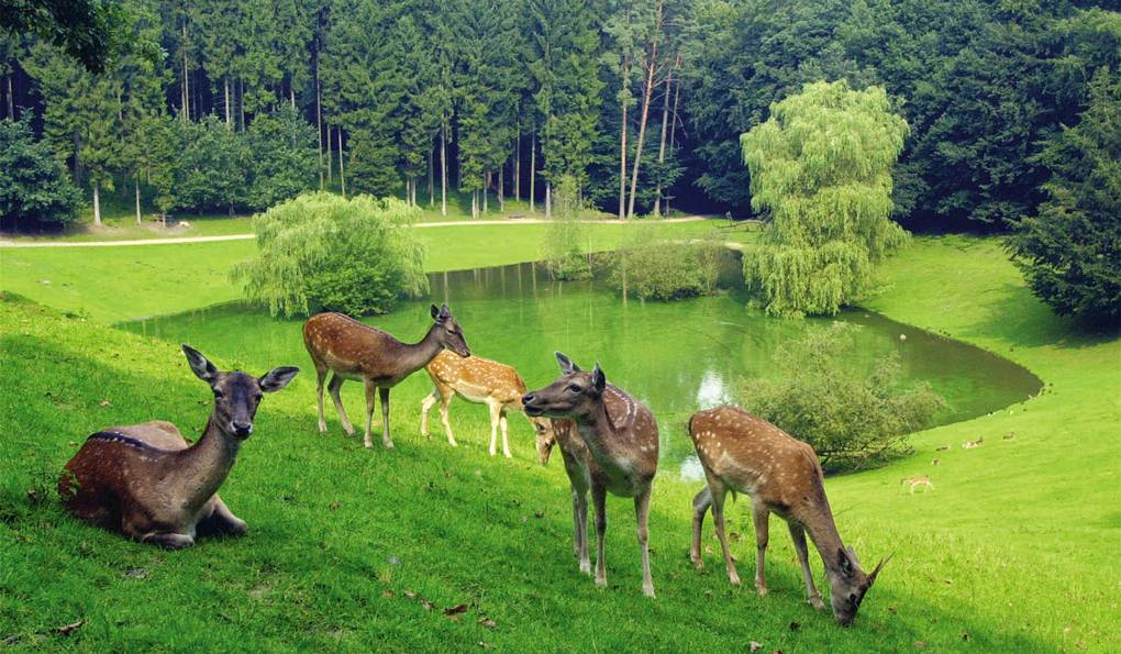 Wildpark Schwarze Berge photo 1