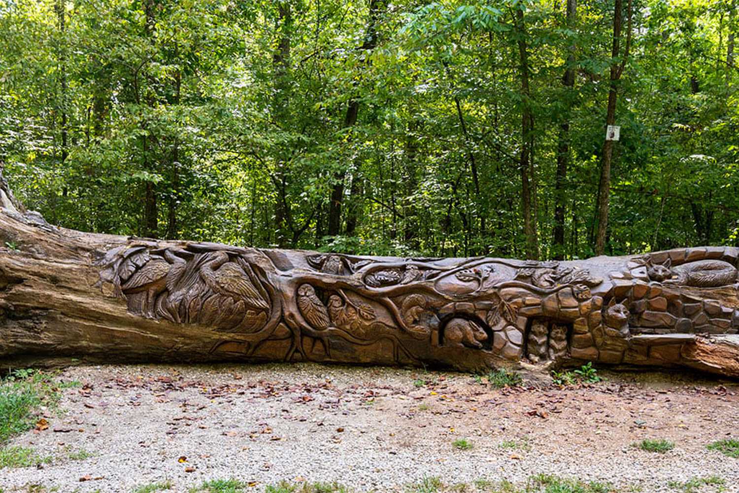 William B. Umstead State Park photo 1