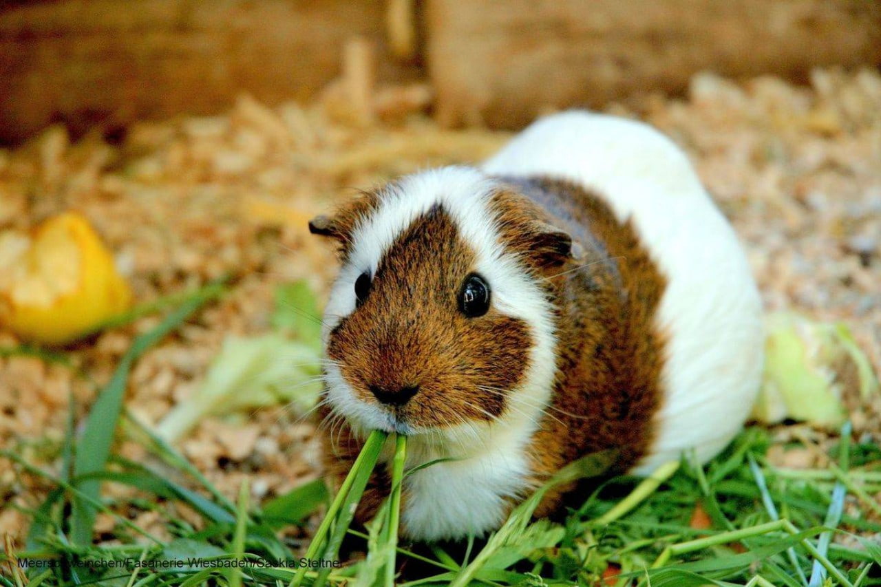 Zoo and garden Fasanerie photo 1