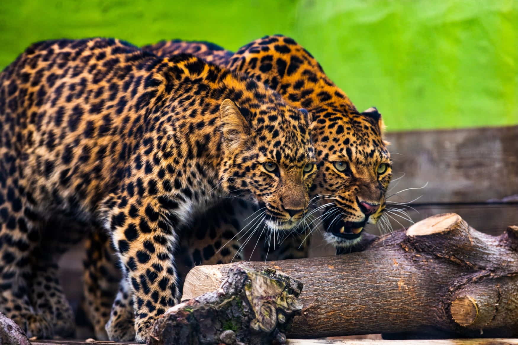 Zoo Hoyerswerda photo 1