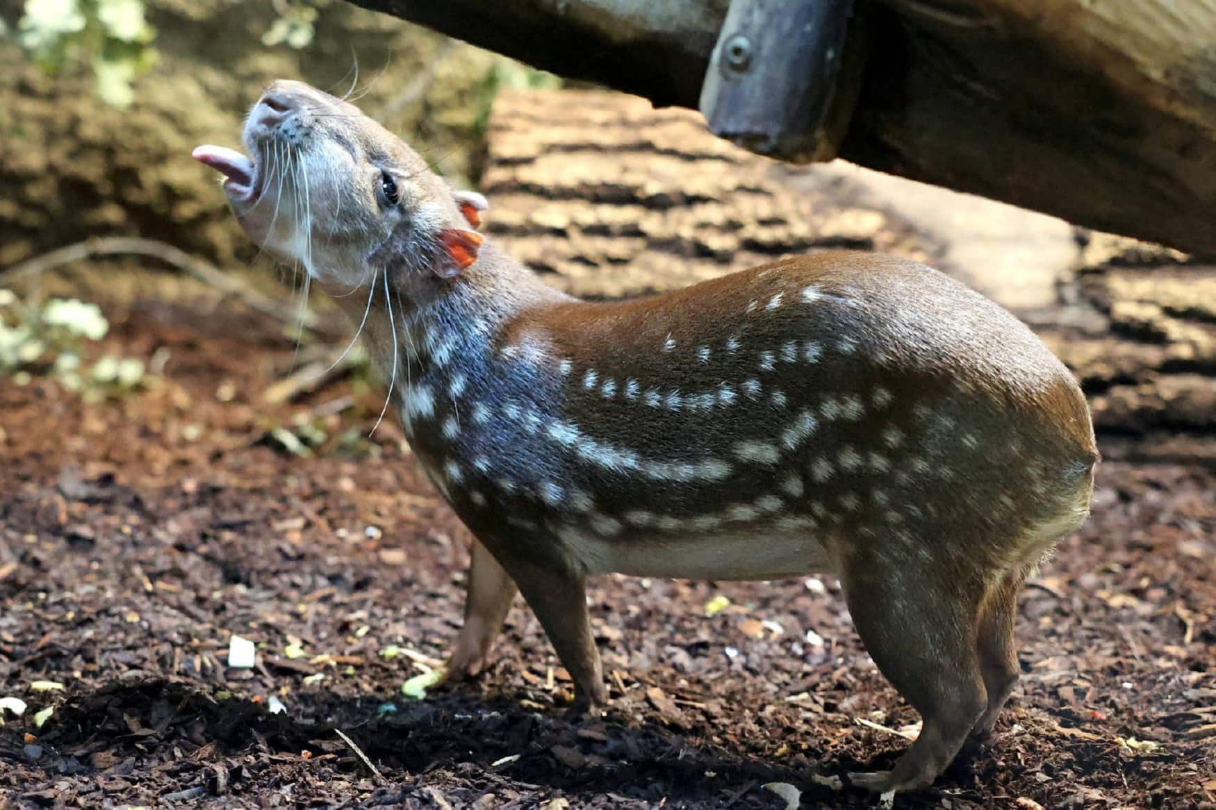 Zoological Gardens Karlsruhe photo 1