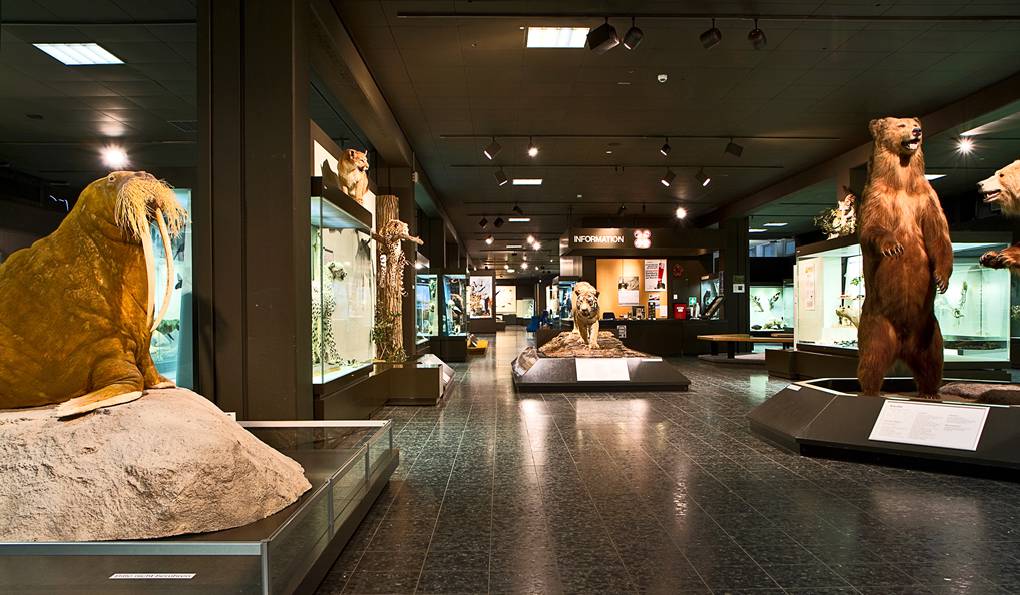 Zoological Museum Hamburg photo 1