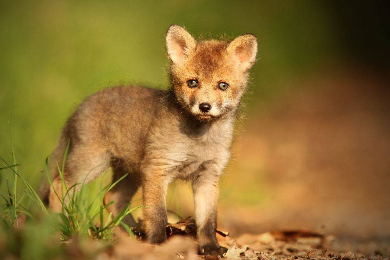 Zoopark Milicov photo 1